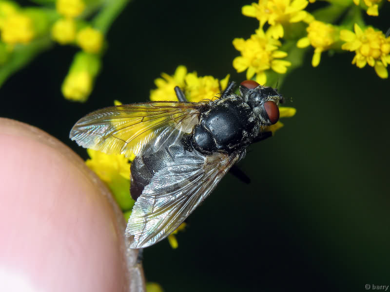 Tachinidae